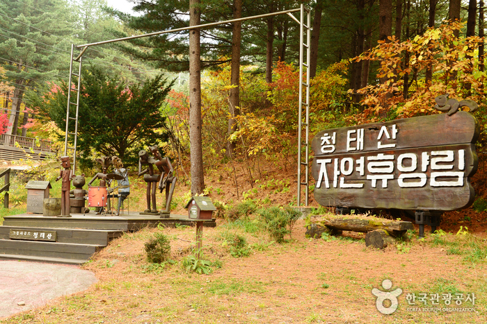 국립청태산자연휴양림 표지석 주변의 짙은 침엽수와 노랗고 붉게 물든 가을 나무