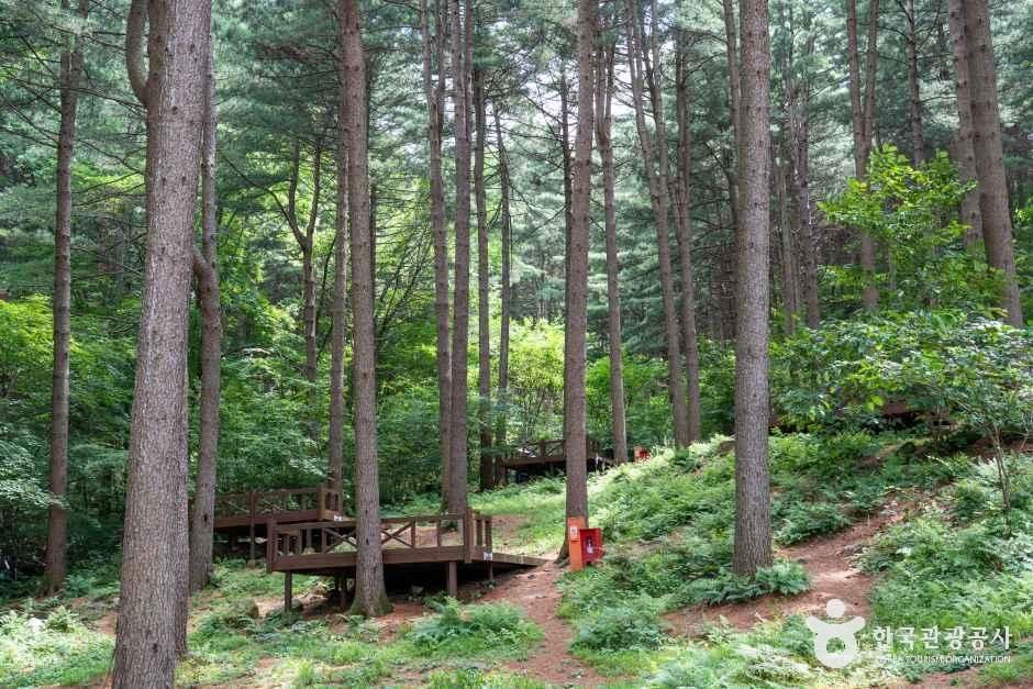 곧게 뻗은 나무 사이에 낮은 목재 쉼터와 평상이 놓인 청태산자연휴양림 숲