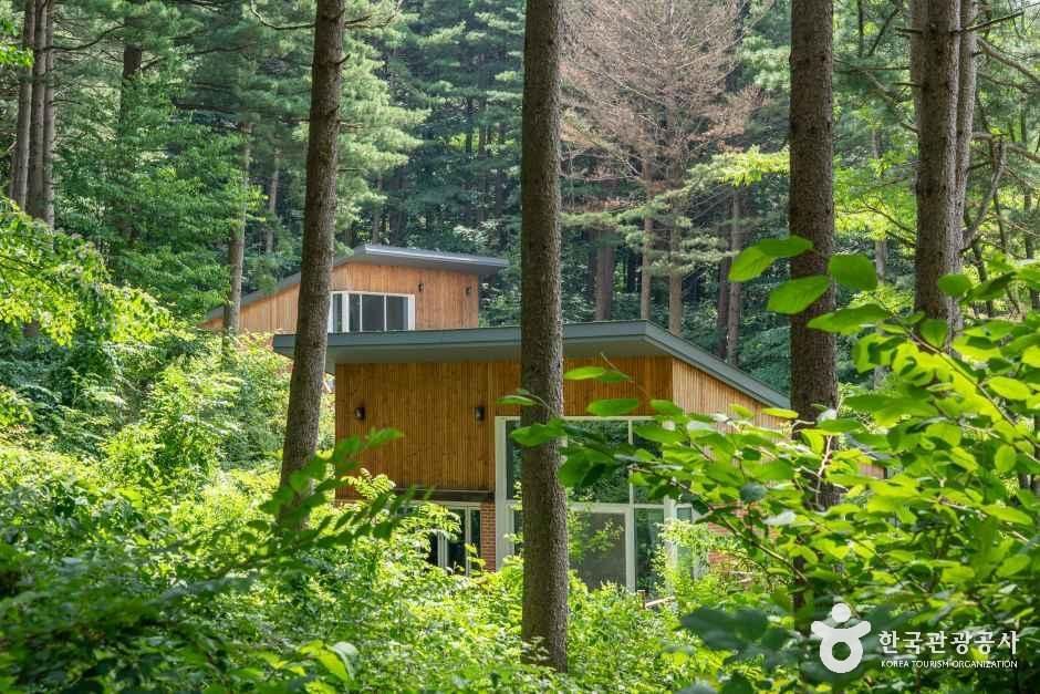 키 큰 침엽수와 초록 잎 사이에 자리한 국립청태산자연휴양림 목조 숙박동