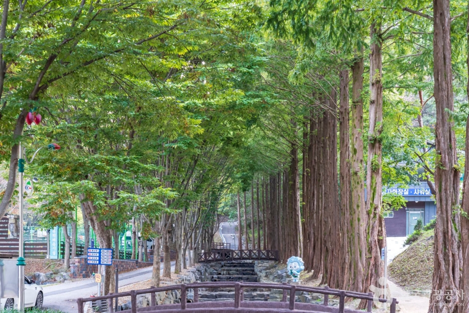 칠갑산자연휴양림의 메타세쿼이아 나무 사이 목재 산책로와 작은 다리