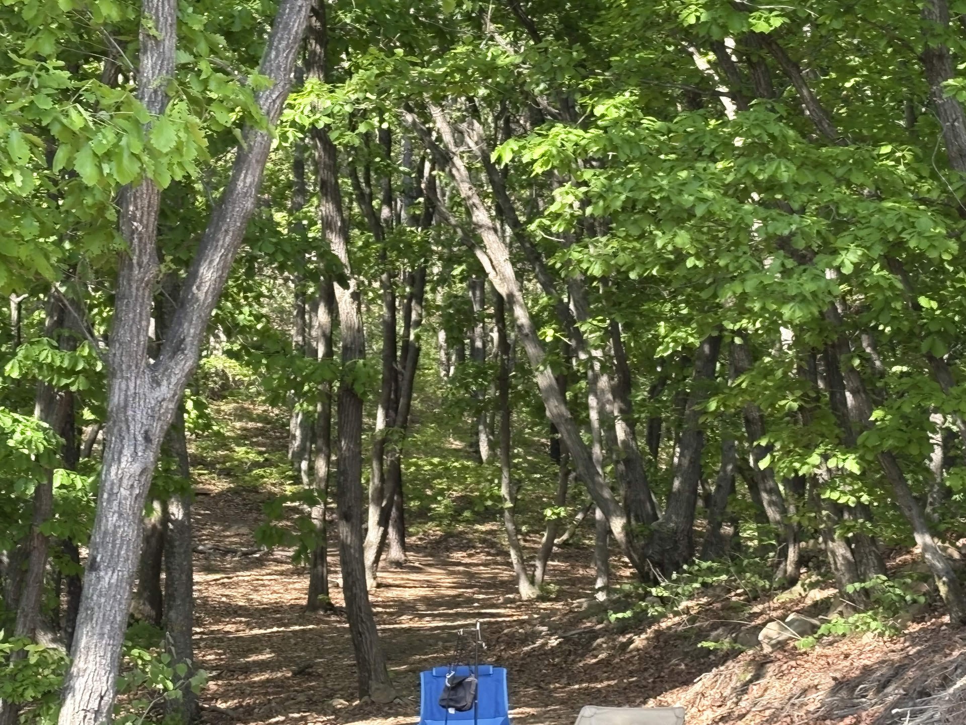 설매재자연휴양림 참나무숲 백패킹 자리로 이어지는 흙길과 나무